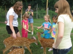 Guests with fawns
